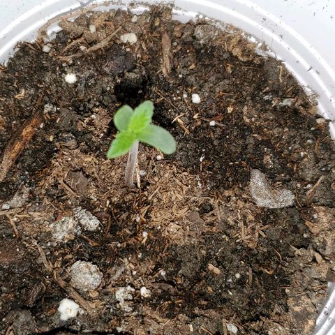 Unknown strain growlog photo: Baby is doing great.  First time I see the leaves open completely without stem stretching 