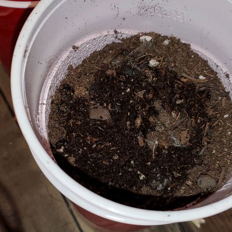 Unknown strain growlog photo: Baby is doing great.  First time I see the leaves open completely without stem stretching 