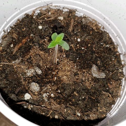 Unknown strain growlog photo: Baby is doing great.  First time I see the leaves open completely without stem stretching 