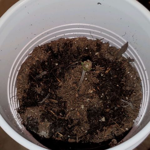 Unknown strain growlog photo: Baby is doing great.  First time I see the leaves open completely without stem stretching 