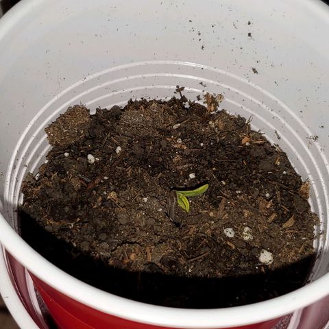 Unknown strain growlog photo: Baby is doing great.  First time I see the leaves open completely without stem stretching 
