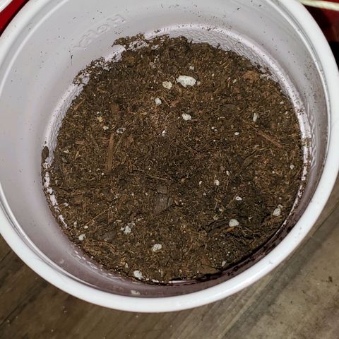 Unknown strain growlog photo: Baby Seedlings are doing great,  still and 1 and half inches.  No stretching,  light seems to be doing a good job.  No more bending since they were placed in middle of light setup
