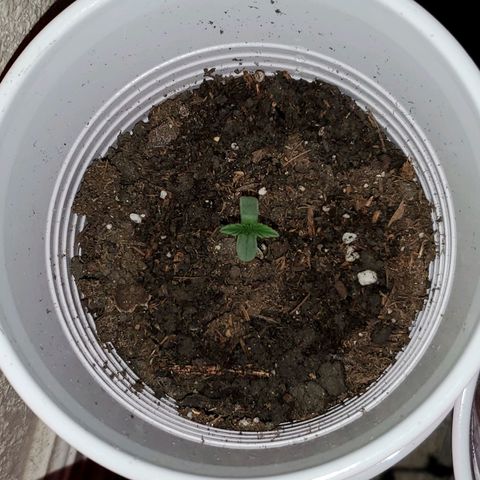 Unknown strain growlog photo: Baby Seedlings are doing great,  still and 1 and half inches.  No stretching,  light seems to be doing a good job.  No more bending since they were placed in middle of light setup
