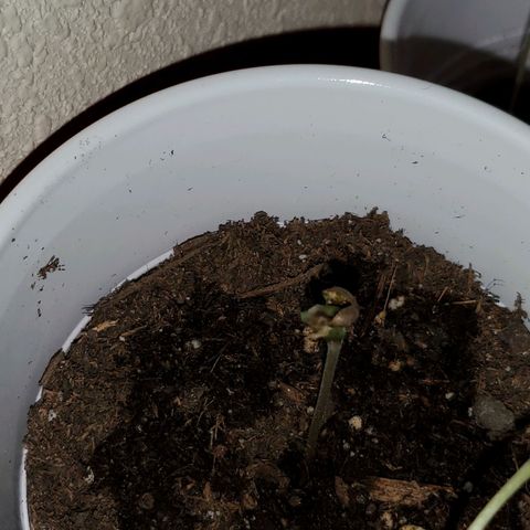 Unknown strain growlog photo: Baby Seedlings are doing great,  still and 1 and half inches.  No stretching,  light seems to be doing a good job.  No more bending since they were placed in middle of light setup