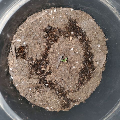 Unknown strain growlog photo: Scared to over water, bottom soil still felt a bit moist.  Drizzled a bit more water.  Will see in morning if need to put more