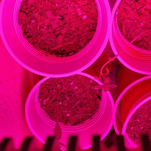 Unknown strain growlog photo: Girls are looking good.   No stretching.  Leaves got a bit bigger overnight.  Light is doing a good job