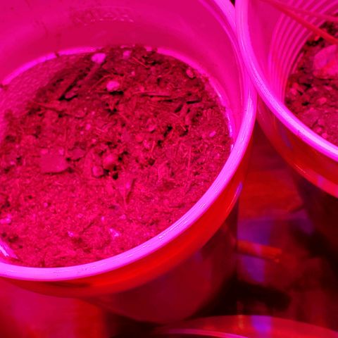 Unknown strain growlog photo: Girls are looking good.   No stretching.  Leaves got a bit bigger overnight.  Light is doing a good job