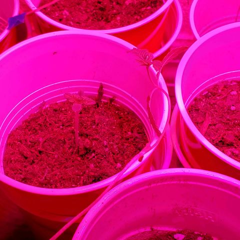 Unknown strain growlog photo: Girls are looking good.   No stretching.  Leaves got a bit bigger overnight.  Light is doing a good job