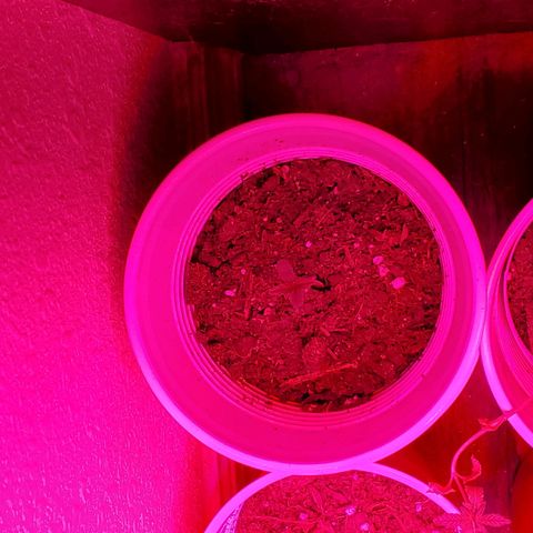 Unknown strain growlog photo: Girls are looking good.   No stretching.  Leaves got a bit bigger overnight.  Light is doing a good job