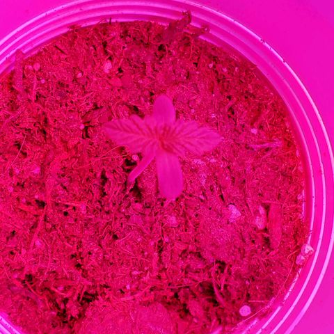 Unknown strain growlog photo: Mid day...looking good