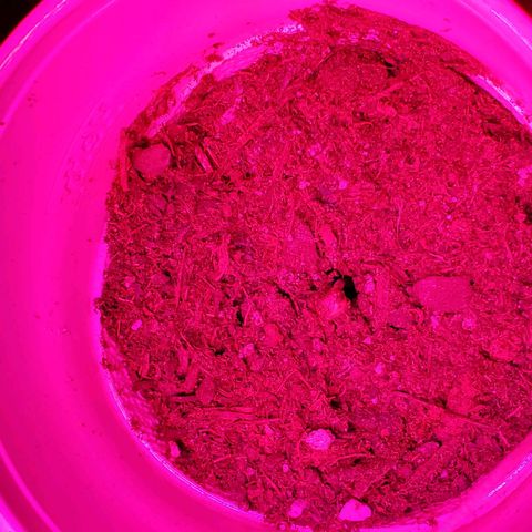 Unknown strain growlog photo: Mid day...looking good