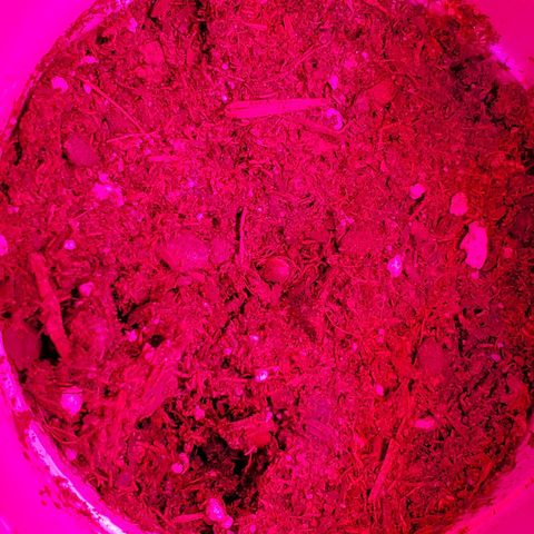 Unknown strain growlog photo: Mid day...looking good