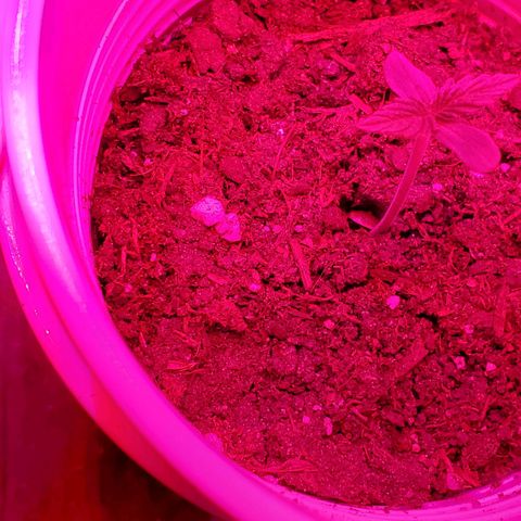 Unknown strain growlog photo: Mid day...looking good