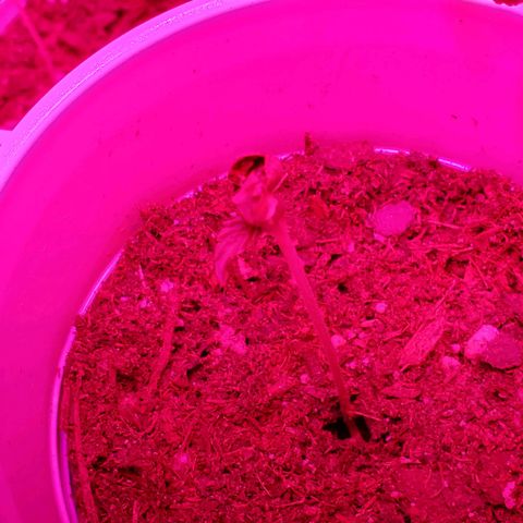 Unknown strain growlog photo: Mid day...looking good