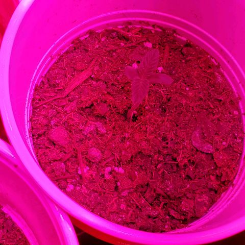 Unknown strain growlog photo: Mid day...looking good