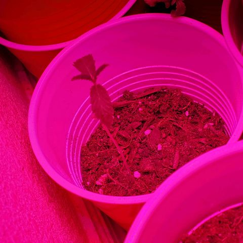 Unknown strain growlog photo: Mid day...looking good