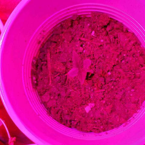 Unknown strain growlog photo: Day 3 of LED
