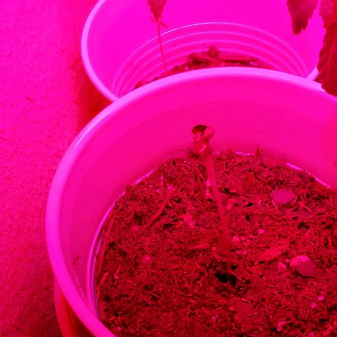 Unknown strain growlog photo: Day 3 of LED