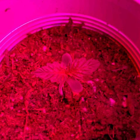 Unknown strain growlog photo: Day 4