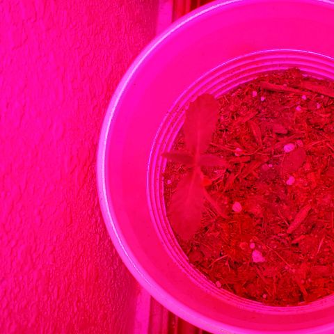 Unknown strain growlog photo: Day 4