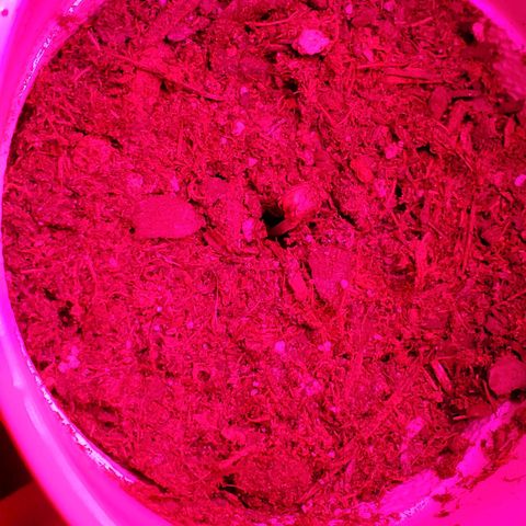 Unknown strain growlog photo: Day 4