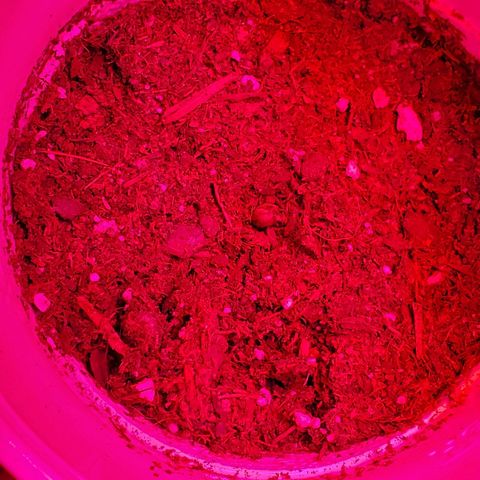 Unknown strain growlog photo: Day 4...