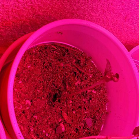 Unknown strain growlog photo: Day 4...