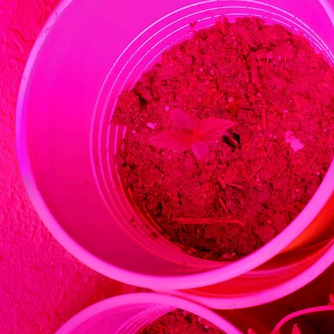 Unknown strain growlog photo: Day 4...