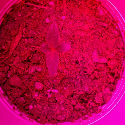 Unknown strain growlog photo: Day 4...