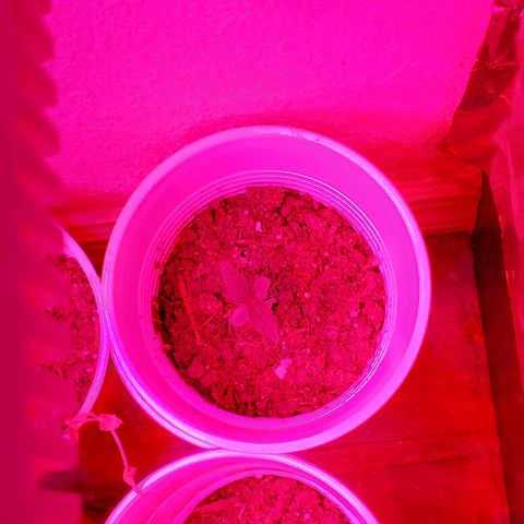 Unknown strain growlog photo: These guys seem to be doing really well. 