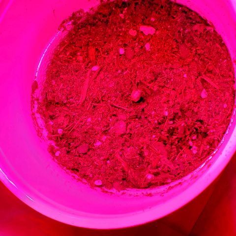 Unknown strain growlog photo: These guys seem to be doing really well. 
