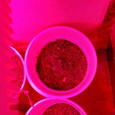 Unknown strain growlog photo: These guys seem to be doing really well. 