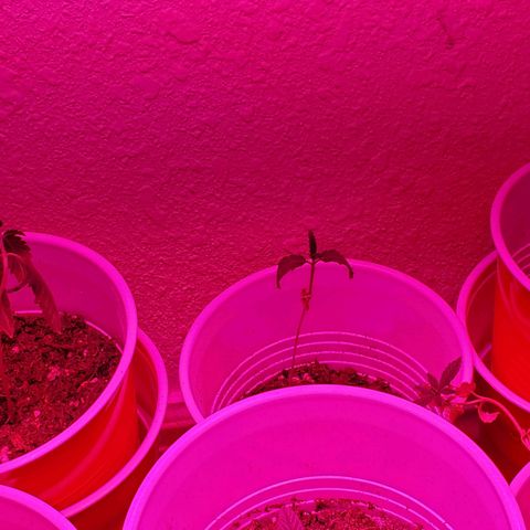 Unknown strain growlog photo: These guys seem to be doing really well. 