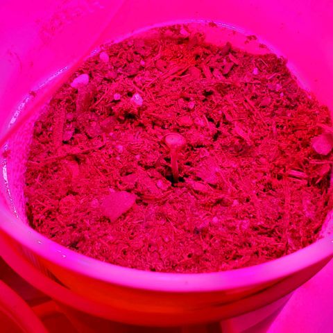 Unknown strain growlog photo: These guys seem to be doing really well. 