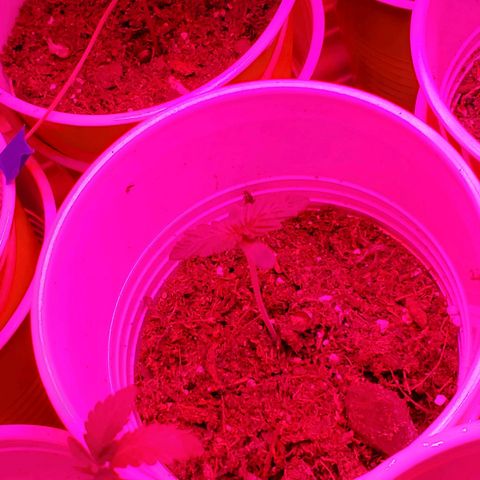 Unknown strain growlog photo: These guys seem to be doing really well. 