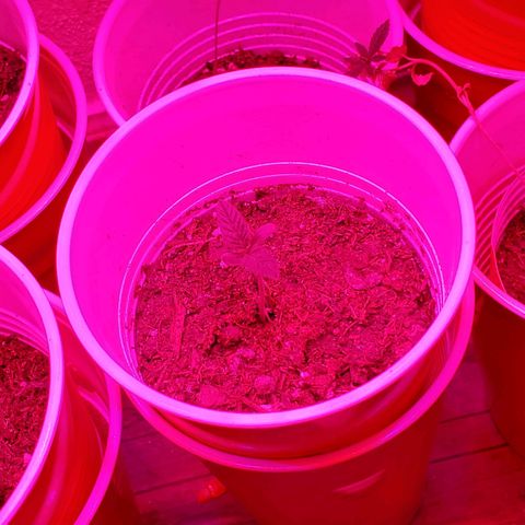Unknown strain growlog photo: Night 4...