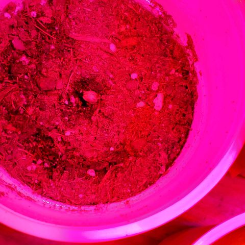 Unknown strain growlog photo: Day 5...All new seedlings are doing great.  Added more soil to bigger pot