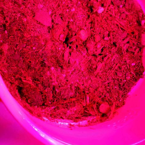Unknown strain growlog photo: Day 5...All new seedlings are doing great.  Added more soil to bigger pot