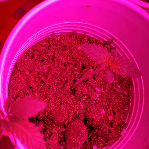 Unknown strain growlog photo: Day 5...All new seedlings are doing great.  Added more soil to bigger pot
