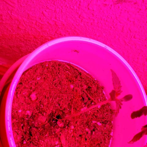 Unknown strain growlog photo: Day 5...All new seedlings are doing great.  Added more soil to bigger pot