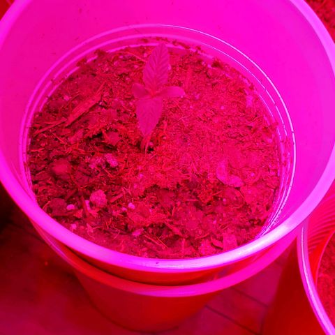 Unknown strain growlog photo: Day 5...All new seedlings are doing great.  Added more soil to bigger pot