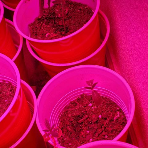 Unknown strain growlog photo: Day 5...All new seedlings are doing great.  Added more soil to bigger pot