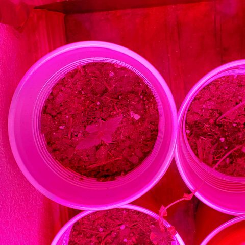 Unknown strain growlog photo: Day 5...All new seedlings are doing great.  Added more soil to bigger pot