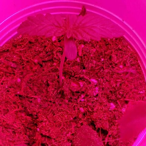 Unknown strain growlog timeline photo