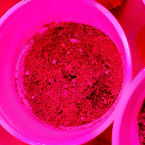 Unknown strain growlog photo: Night 5