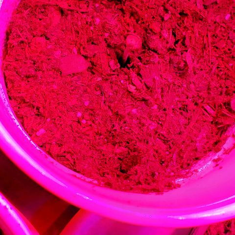 Unknown strain growlog photo: Night 5