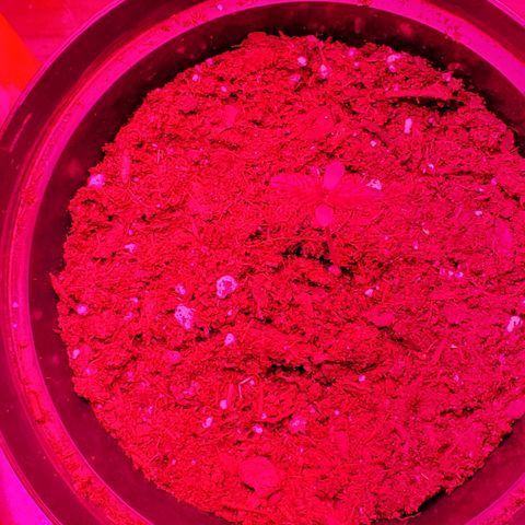 Unknown strain growlog photo: Night 5