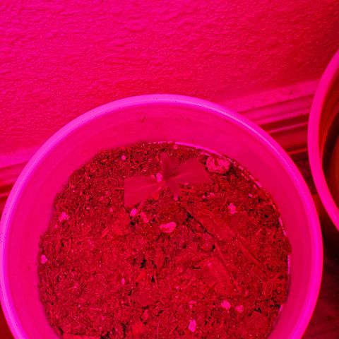 Unknown strain growlog photo: Night 5