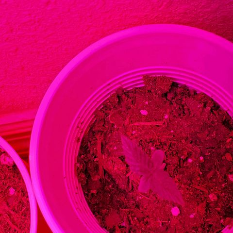 Unknown strain growlog photo: Night 5