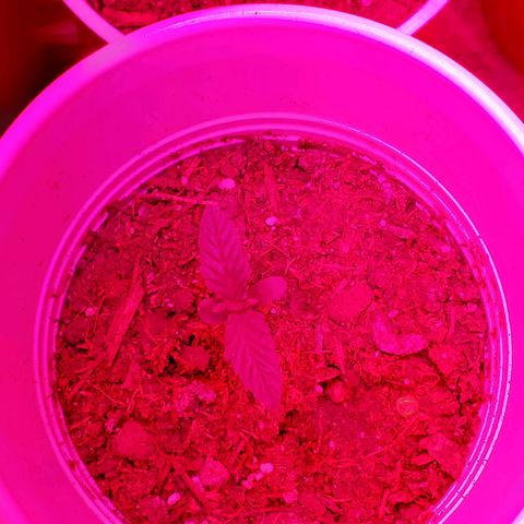 Unknown strain growlog photo: Night 5